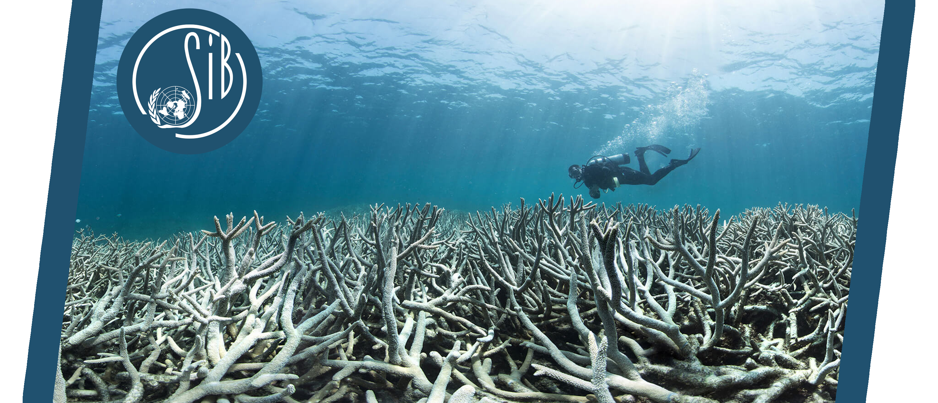 Coral reefs: victims of profit maximisation